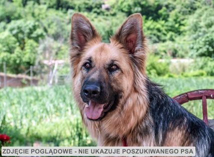 Poszukujemy...